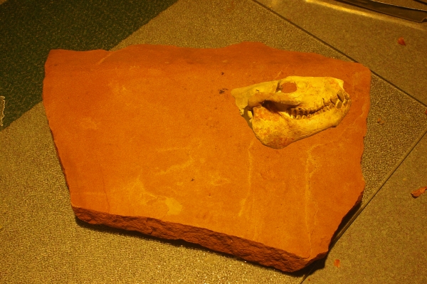 Creation of Whatchamacallitasaurus: Step 7